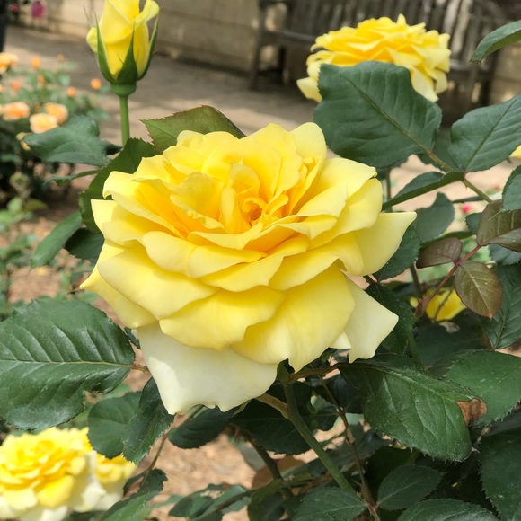 Meet your Posher, Jazma - Picture 1 of 1